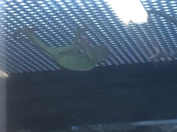 The day I brought Diesel home