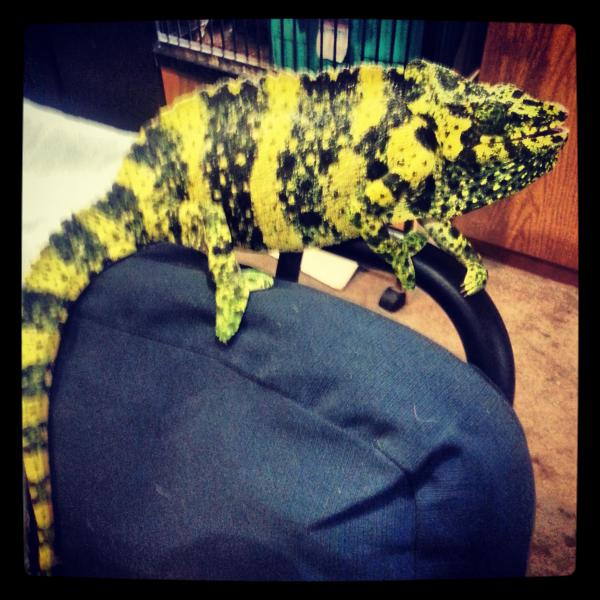 The day I got Mobi