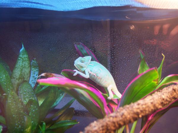 The day I "rescued" him from the dreaded corporate pet store. His sister/cage mate died a few days later. 
11-06-09