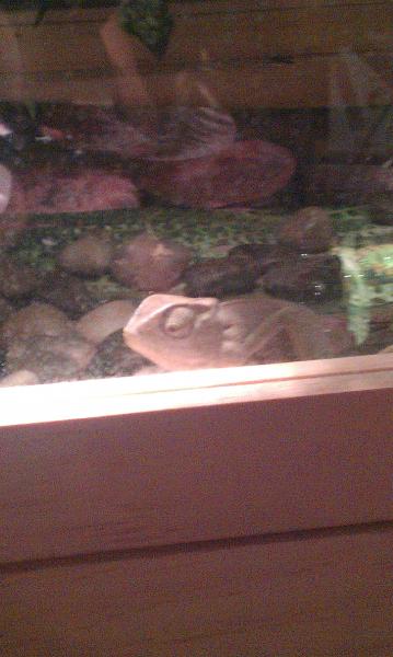 The Don goes to the bottom of his cage and scraps the glass to be held you open it he climbs right into you're hand!