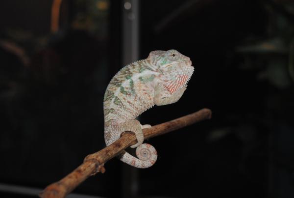 The Donald @3month our Nosyfaly