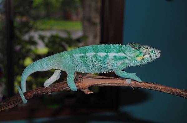 The Donald (nosyfaly) 6 months