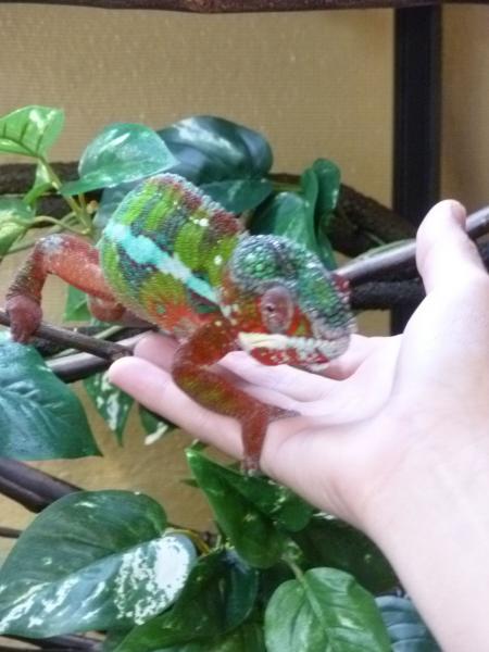 the dude climbing on my hand