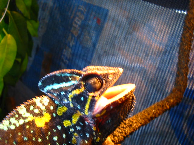 The Eye Of Female Veile Done Surgery On Is Sunken In