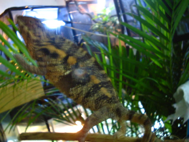 The Female With A Hole On Her Body