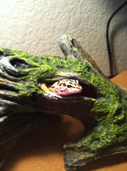 The first day we got Boga, exploring the log.