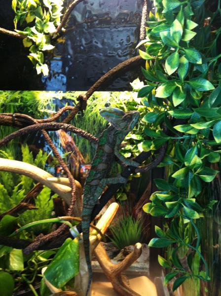 The first day we got Yoshi, exploring his new cage :)