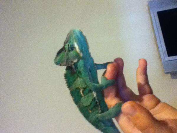 The first time he willingly came out onto my hand on his own! 6 1/2 mo