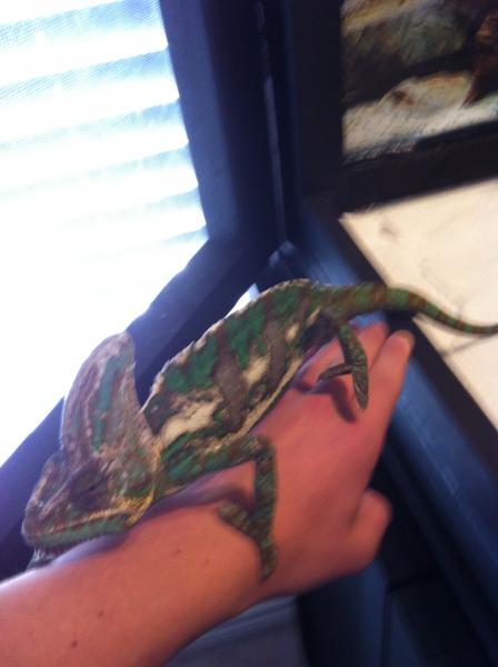 The first time Yoshi crawled on my arm... YES!!