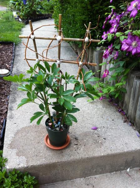 The FRONT of the plant with addedPerches for basking, and perches for cool down. :) Everything sanitized, filed and sanded down smooth for safety!  vi