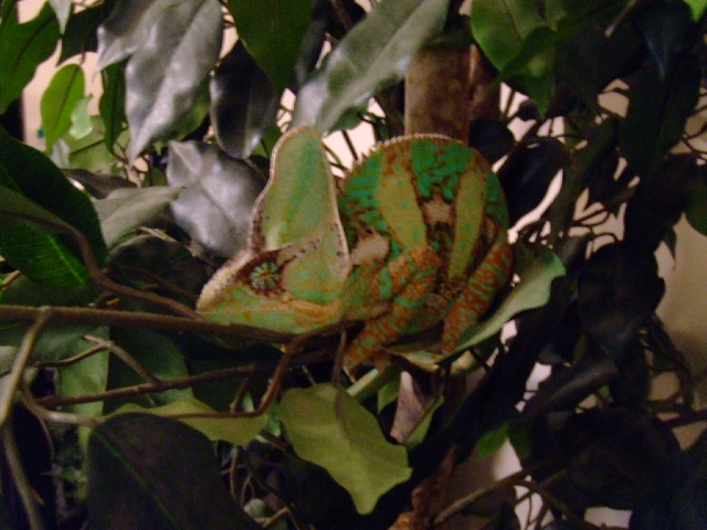 The great escape to the ficus tree outside the habitat