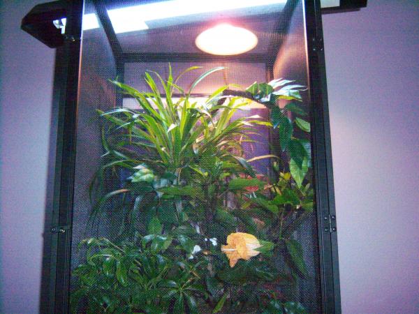 The hibiscus lasted about a month before he ate the whole thing.
11-07-09