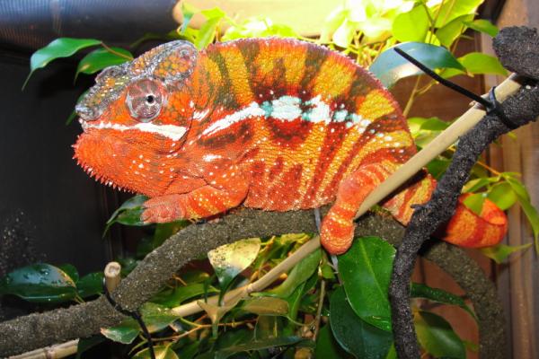 The Incredible Hulk

Weight: 248g