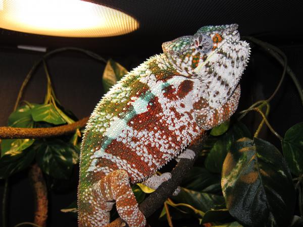 The Indian does the "stripe eye" sometimes too...