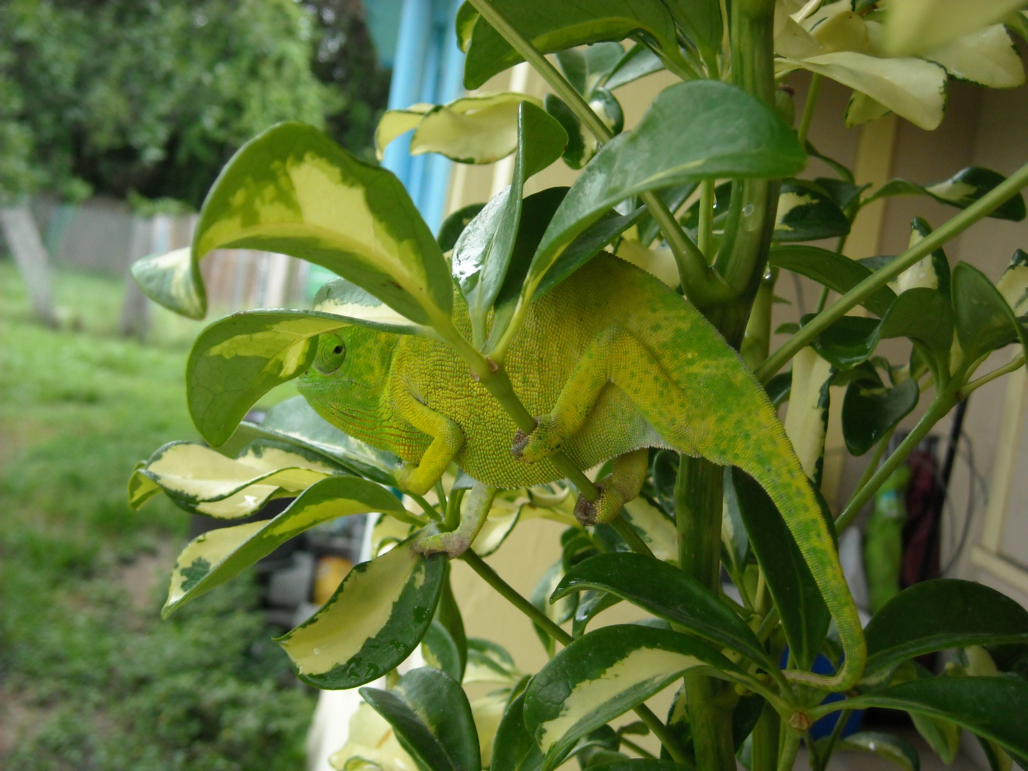 The Jeffry Experience