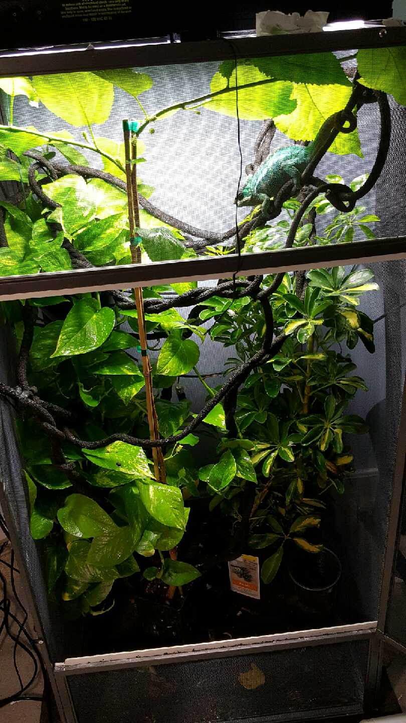 The Jungle