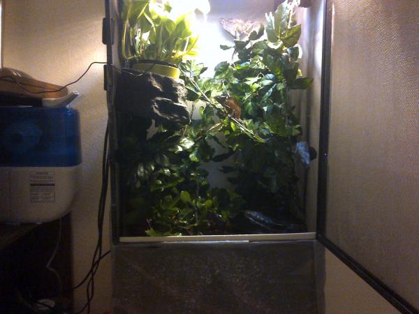 the light produced by bulbs