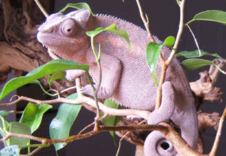 The lovely and gracious Ramina, Sambava Panther female