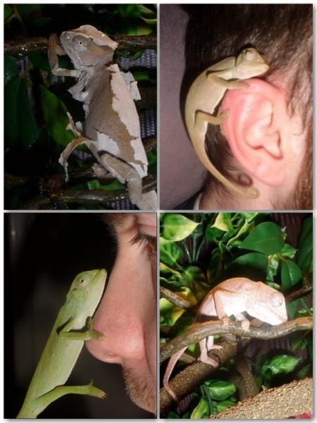 The many Faces of Edd