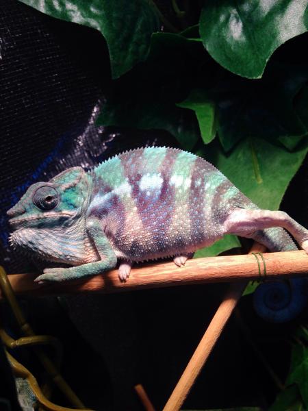 The many sides of mookie joe. This is what he looked like when the camera got to close for comfort. The first time I seen purple. I was super stoked!