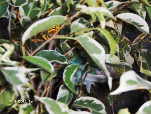 The neon green gives him away?