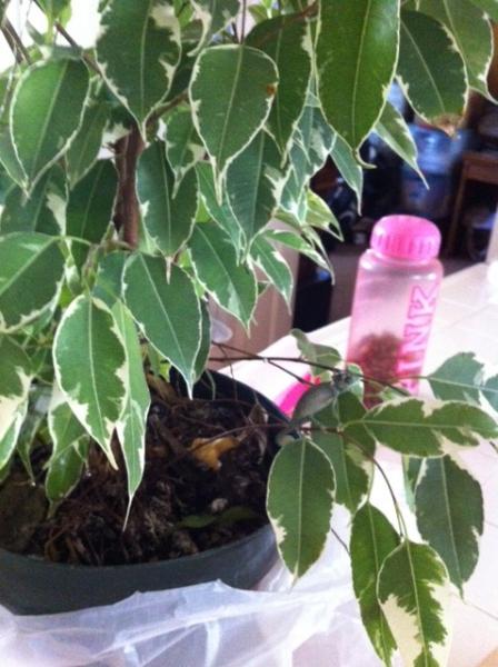 The newest addition to our Reptile Family