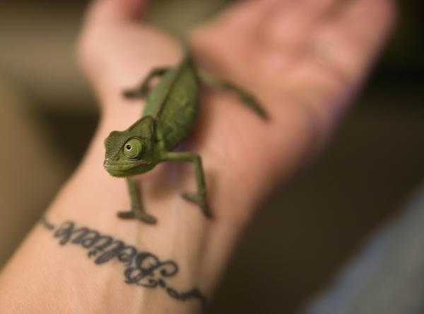 The one that started it all: my girl Oozle
(august 2010)