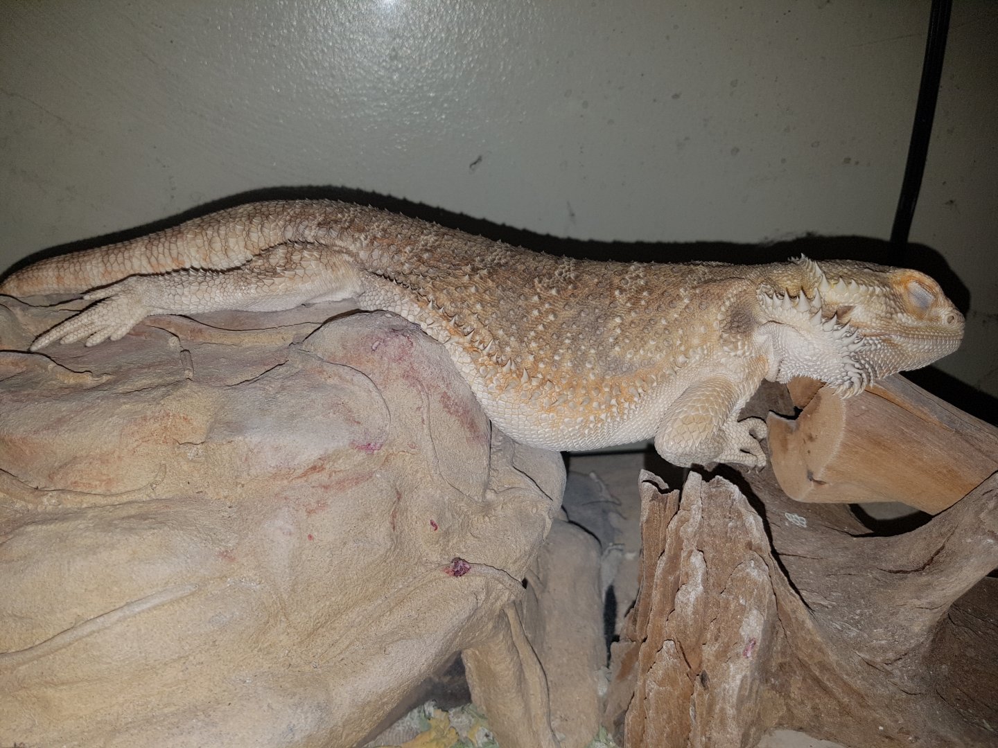 The Pinnacle of Comfort