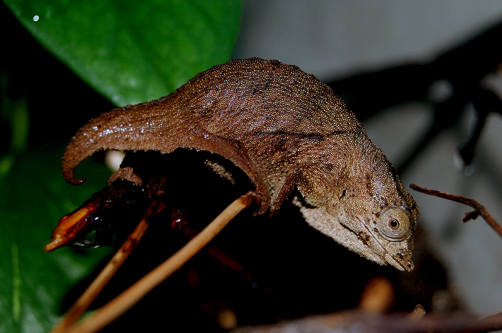 The Pint Sized Bully