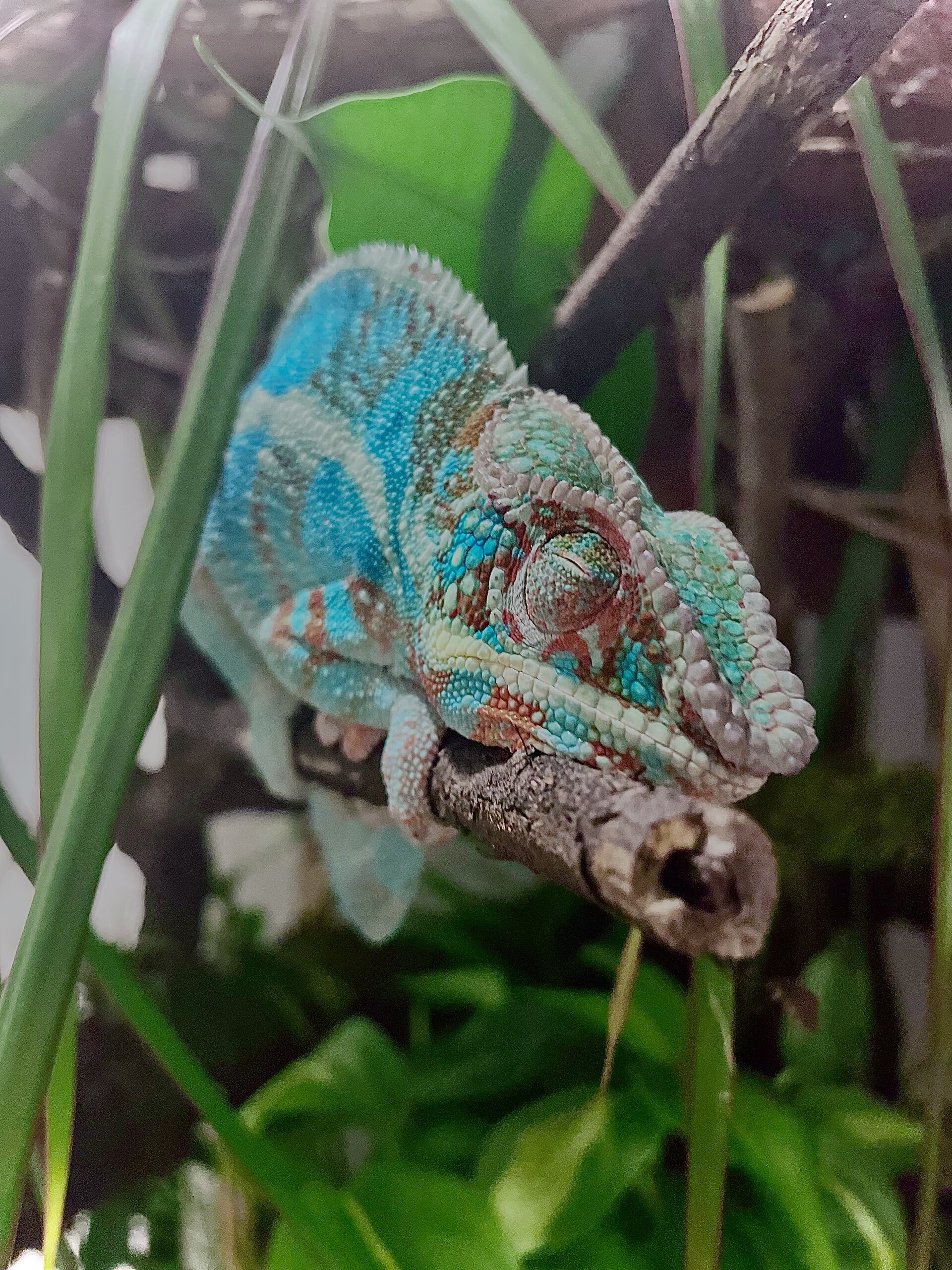 "The Rainforest's Hidden Gem: A Sleeping Chameleon on a Branch"