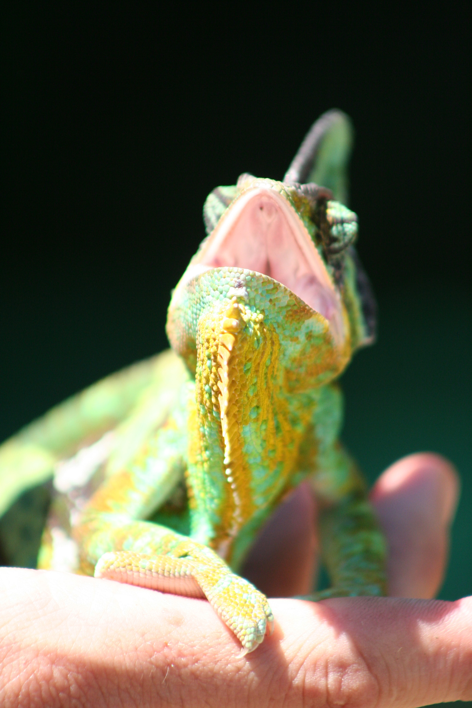 The Singing Chameleon