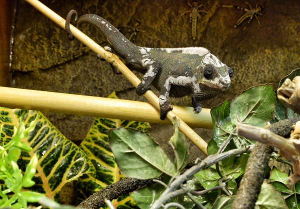 The start of his first shed since I've had him. Never realised how scary they look when they're in full shed though!