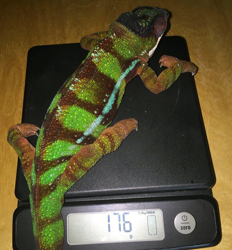 The weigh in
