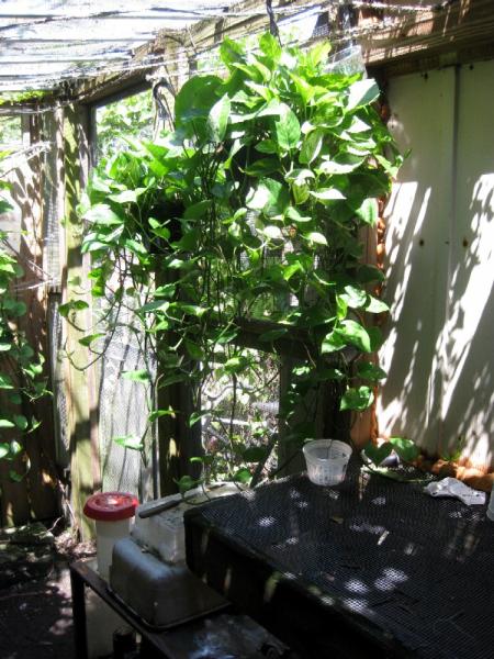 These plants grow almost too fast, but they provide a lot of crawling vines for chameleons.