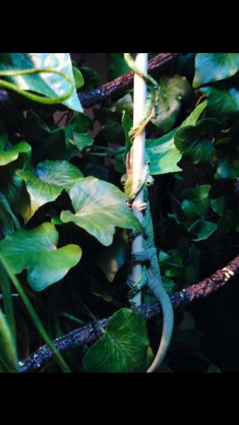 Thinking he is hidden haha