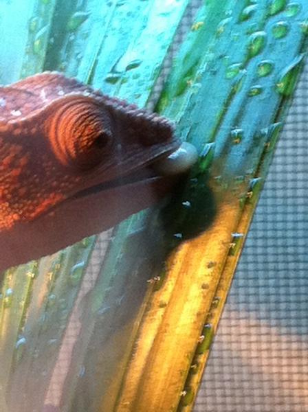 Thirsty chameleon