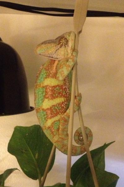 This dude is like a weed! He is 62.8 grams today. Looks almost Identical to his sire. Looking forward to seeing him when he is 2 years old