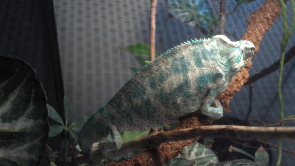 This is Brutus, from Chuck G's Blizzard line.