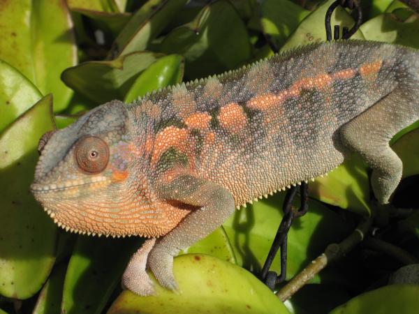 This is Clasina Maria