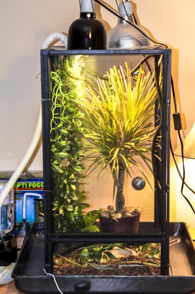 This is Eli's setup. The plant to the right is a Dracaena Marginata and the two plants on the left are fake. The silver lamp is a heat lamp and the bl