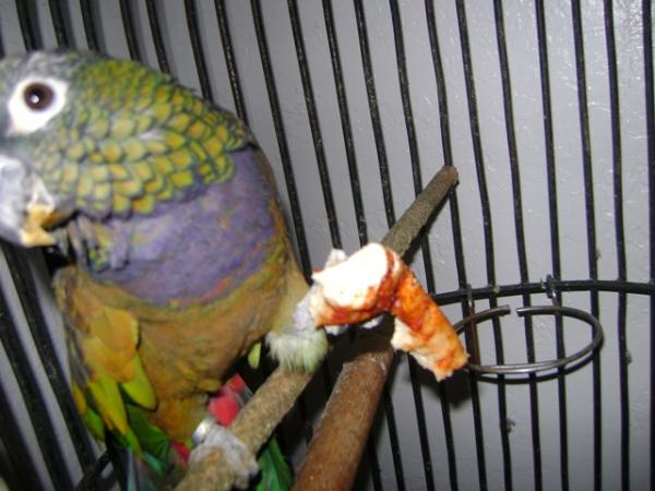 this is fonzi. he is the one eye pirate parrot. my girlfriend had him forever. yes he is eating a pizza crust. he's old. he deserves a treat once in a