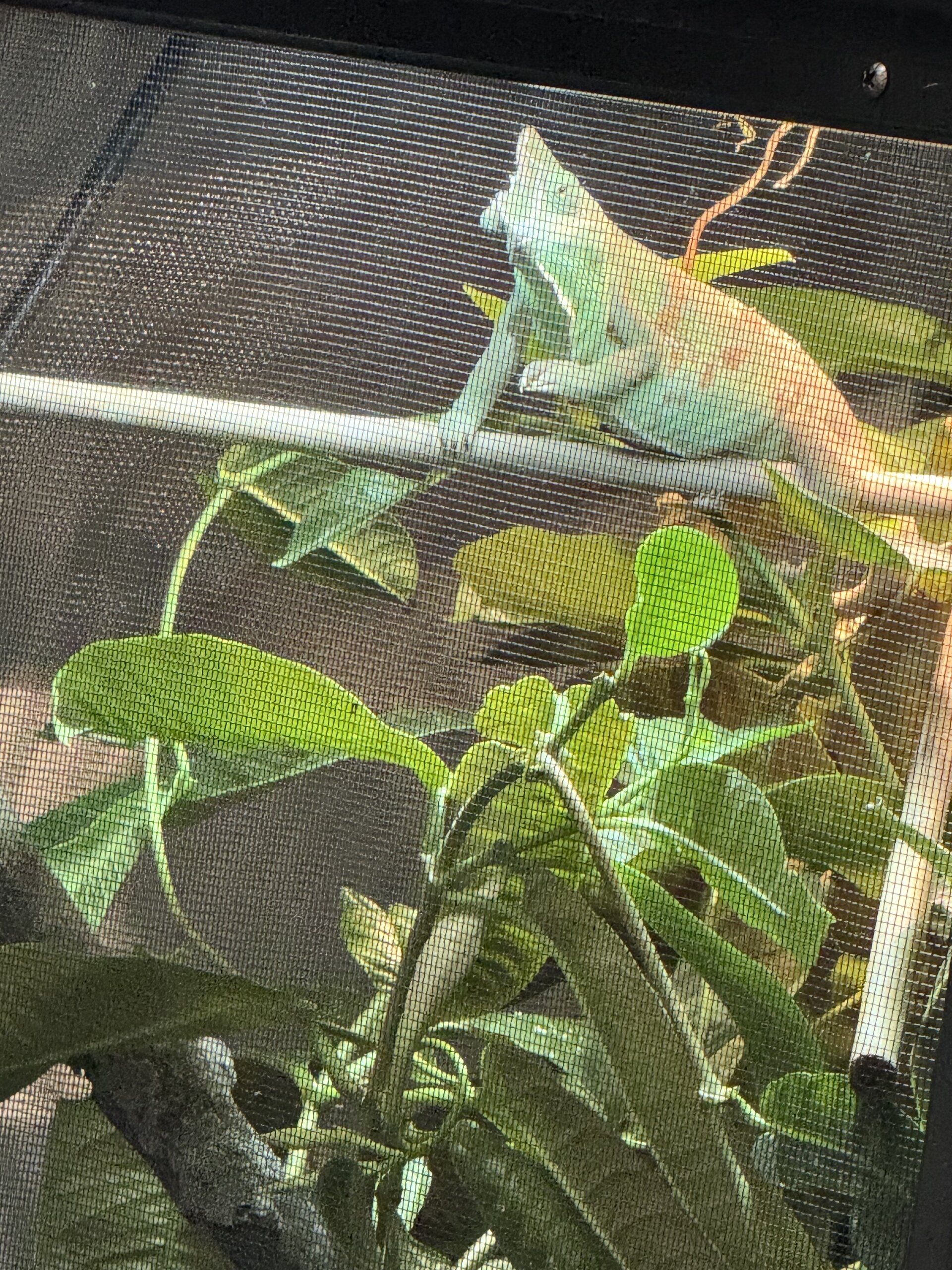 This is Gunther !