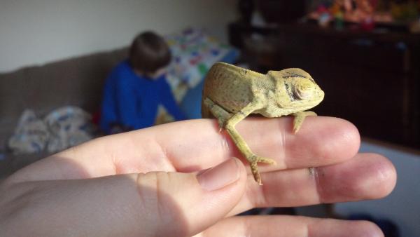 This is him at his worst, the day we received him