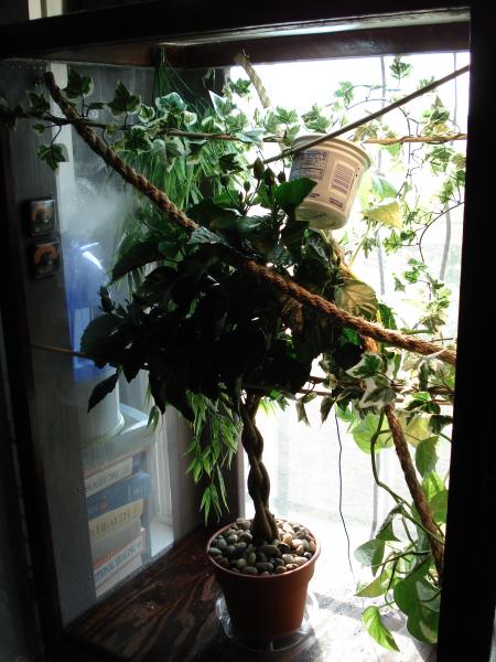This is his home right now i am always coming up with new ideas for him.