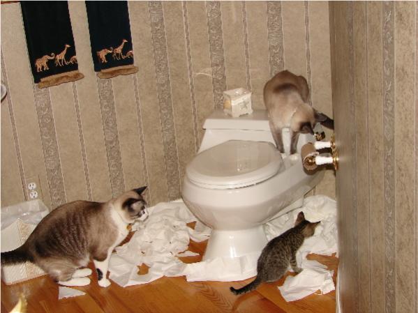 This is how Cats Party.