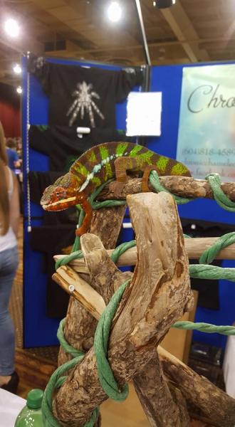 This is imoogies father I forget his name but he was at the expo just chilling on his branches he was HUGE!
He is owned by Chronic Chameleons which i