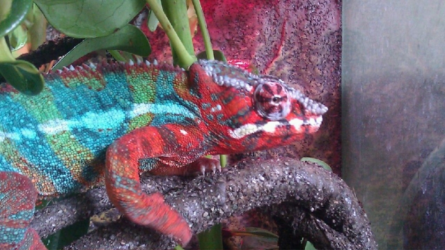 This Is King Leonidas....