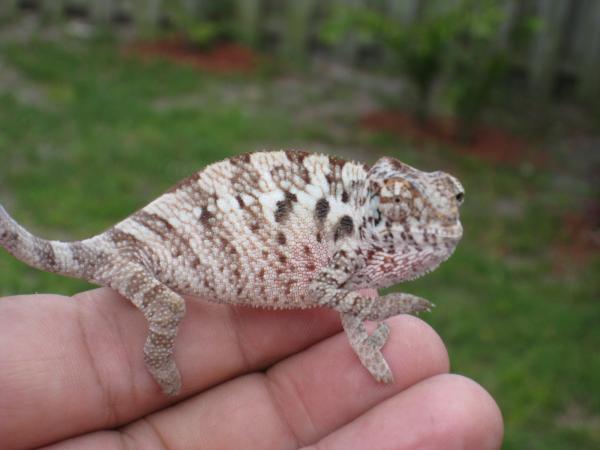 This is Laverne