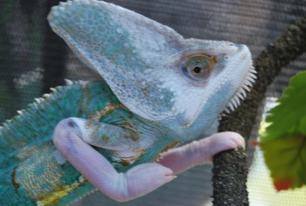 This is Leo, he's a Super translucent veiled male chameleon