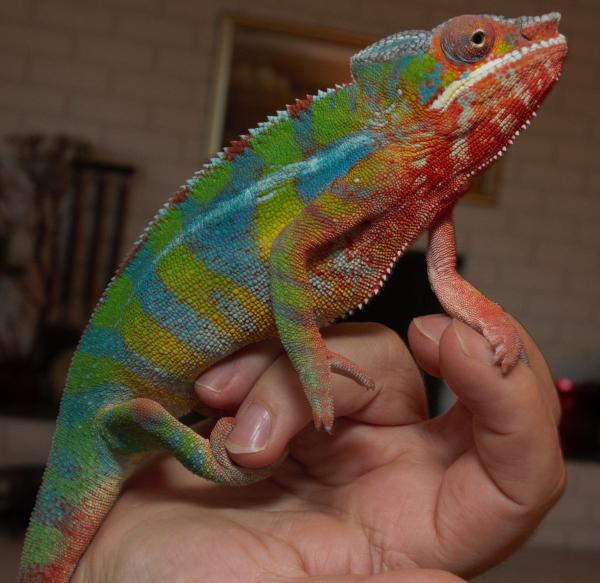 this is my 6.5 month old Ambilobe,son of Niji.........Niji's sire is Legend and the dame's grand-sire is Line Drive from Kammerflage.
